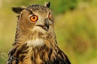 Hibou Grand-Duc