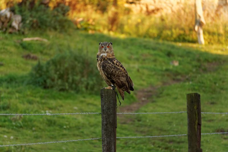 Hibou Grand-Duc d'Europe