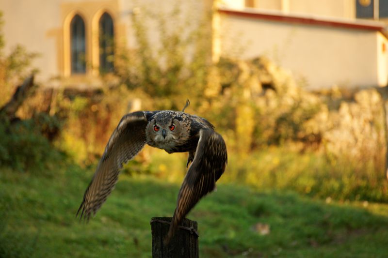 Hibou Grand-Duc d'Europe